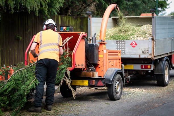 The Steps Involved in Our Tree Care Process in Montgomery, AL